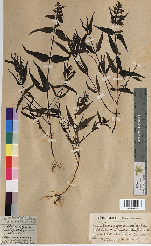 Melampyrum vulgatum (Scrophulariaceae)