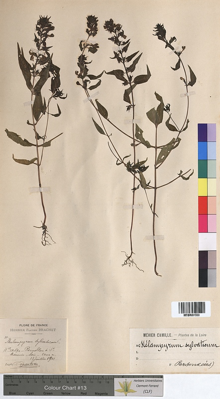 Melampyrum sylvaticum (Scrophulariaceae)