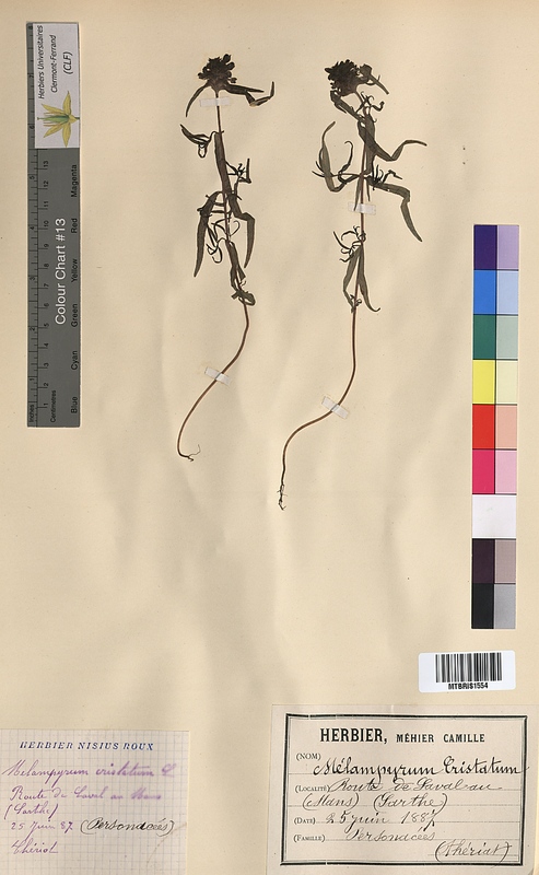 Melampyrum cristatum (Scrophulariaceae)
