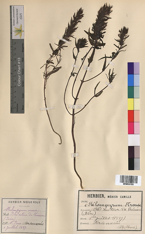 Melampyrum arvense (Scrophulariaceae)