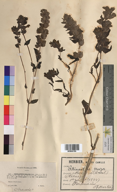 Rhinanthus major (Scrophulariaceae)