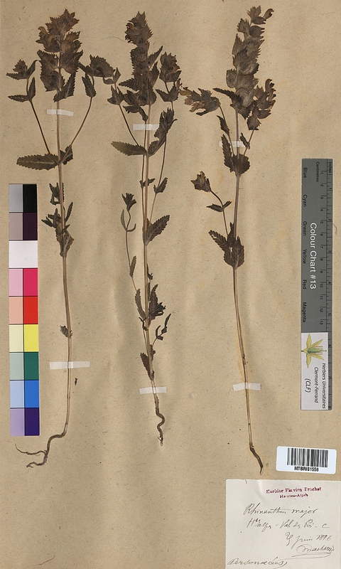 Rhinanthus major (Scrophulariaceae)