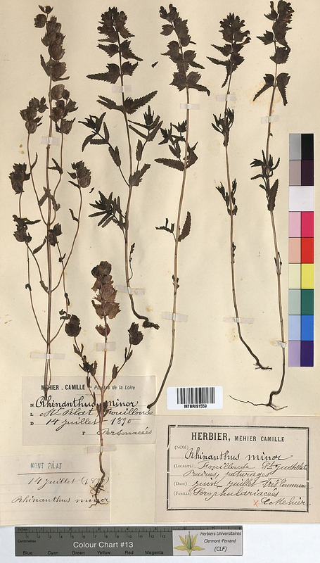 Rhinanthus minor (Scrophulariaceae)