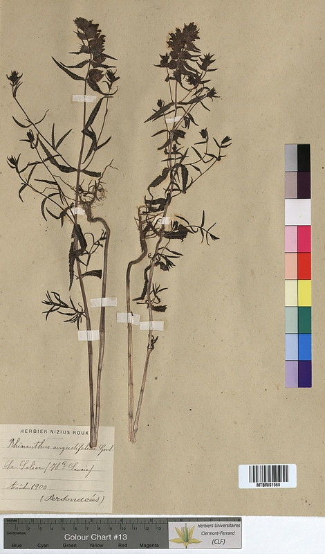 Rhinanthus angustifolius (Scrophulariaceae)