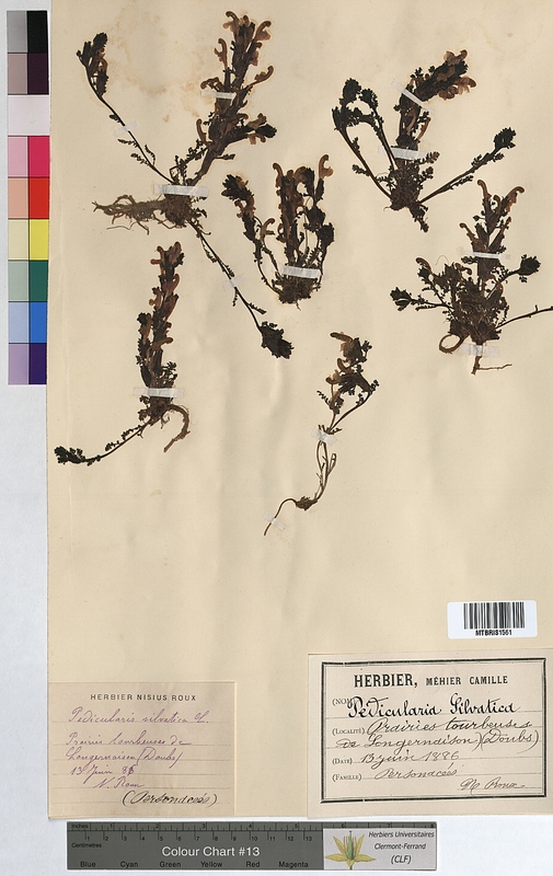 Pedicularis sylvatica (Scrophulariaceae)