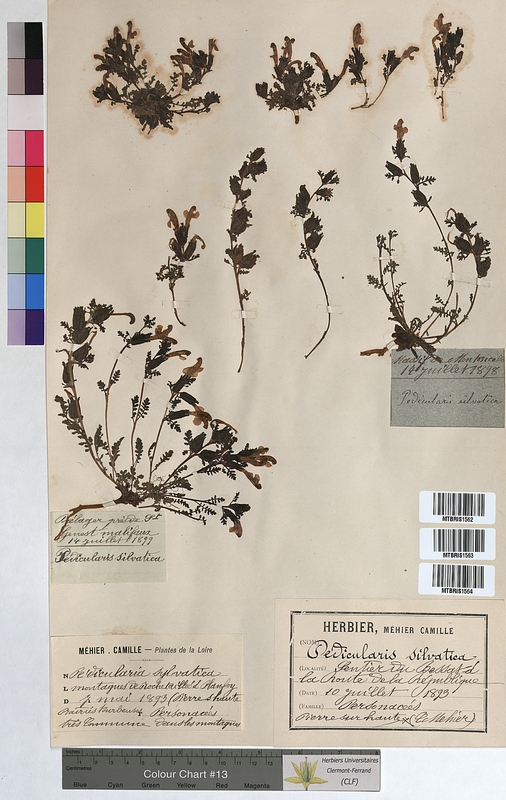 Pedicularis sylvatica (Scrophulariaceae)