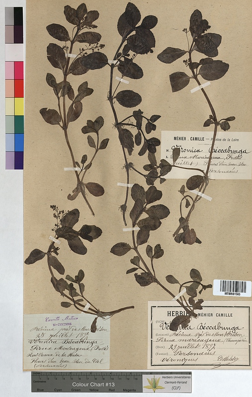 Veronica beccabunga (Scrophulariaceae)