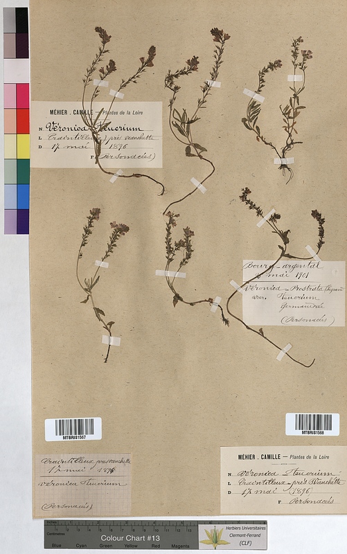 Veronica teucrium (Scrophulariaceae)
