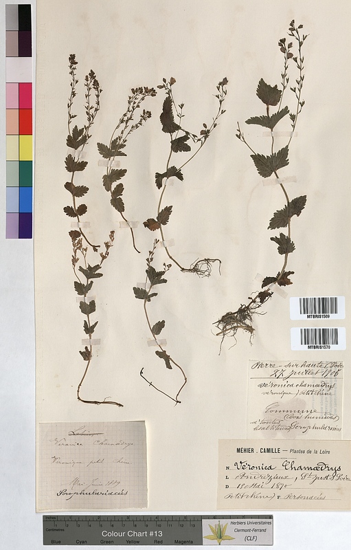 Veronica chamaedrys (Scrophulariaceae)