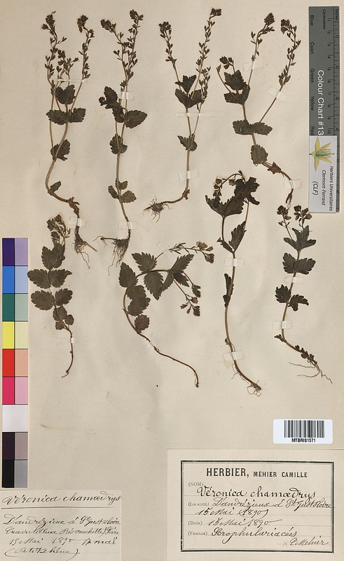 Veronica chamaedrys (Scrophulariaceae)