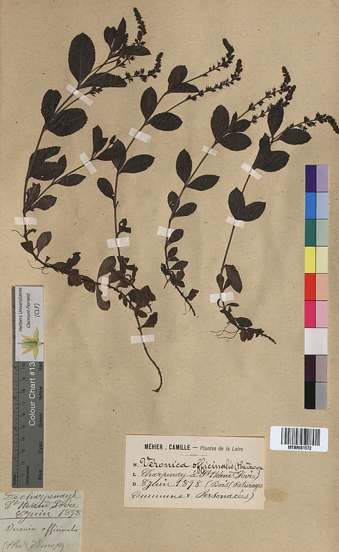 Veronica officinalis (Scrophulariaceae)
