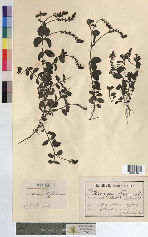 Veronica officinalis (Scrophulariaceae)