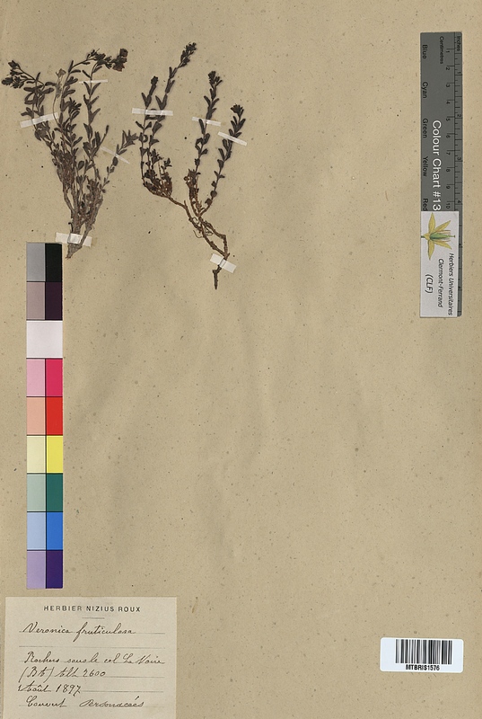 Veronica fruticulosa (Scrophulariaceae)