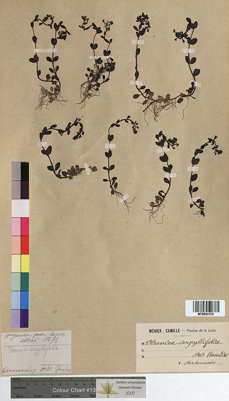 Veronica serpyllifolia (Scrophulariaceae)