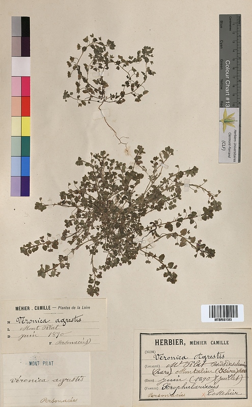 Veronica agrestis (Scrophulariaceae)