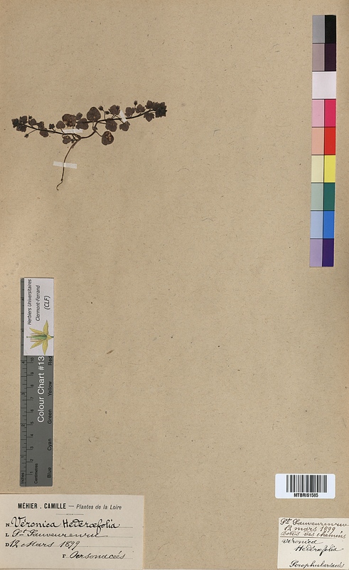 Veronica hederifolia (Scrophulariaceae)
