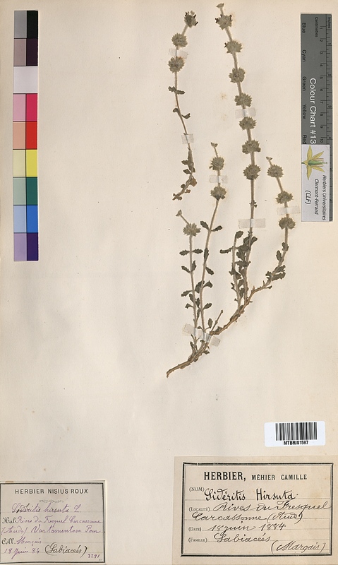 Sideritis hirsuta (Lamiaceae)