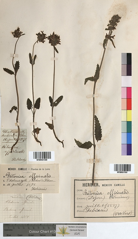 Betonica officinalis (Lamiaceae)