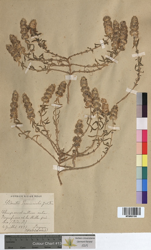 Sideritis provincialis (Lamiaceae)