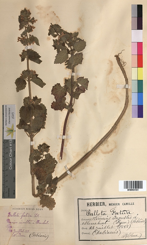 Ballota foetida (Lamiaceae)