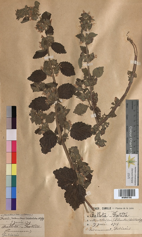 Ballota foetida (Lamiaceae)