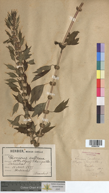 Leonurus cardiaca (Lamiaceae)