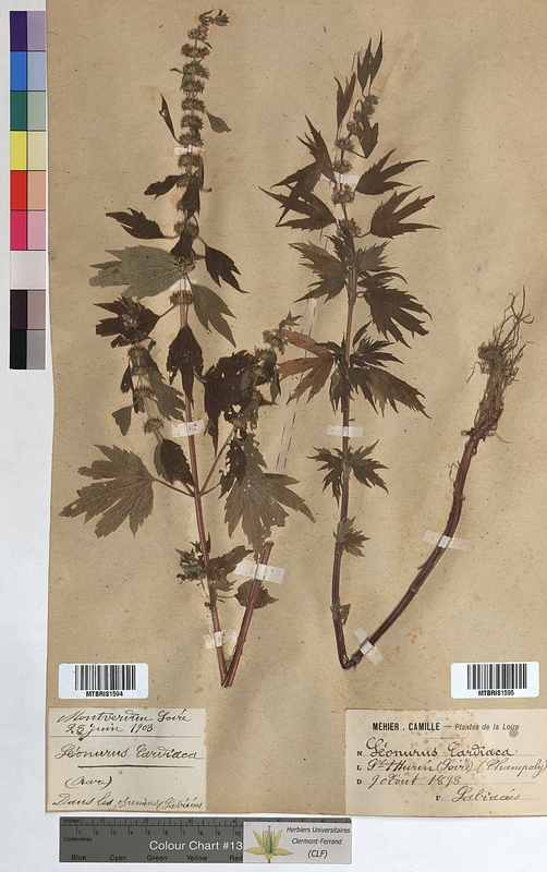 Leonurus cardiaca (Lamiaceae)