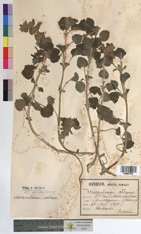 Marrubium album (Lamiaceae)