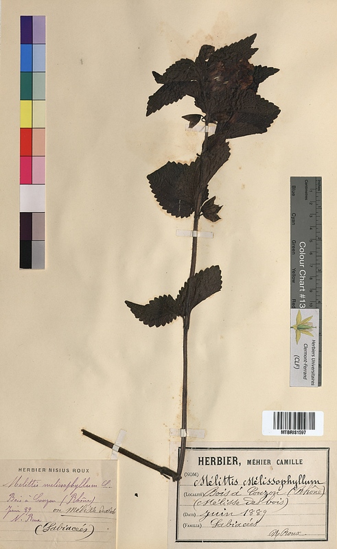 Melittis melissophyllum (Lamiaceae)