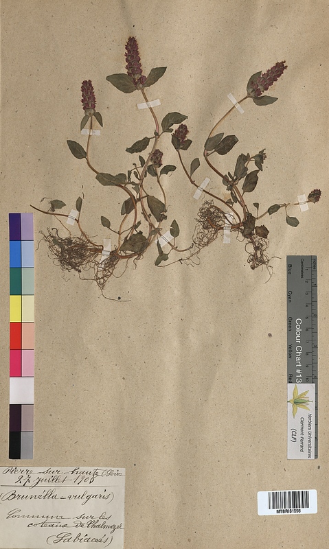 Prunella vulgaris (Lamiaceae)