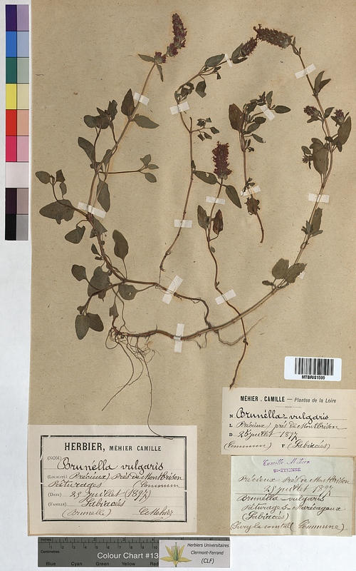 Prunella vulgaris (Lamiaceae)