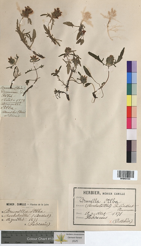Prunella alba (Lamiaceae)