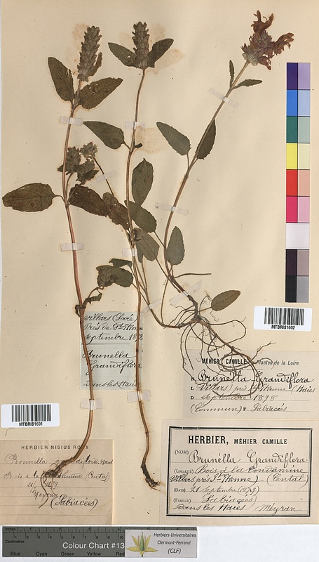 Prunella grandiflora (Lamiaceae)