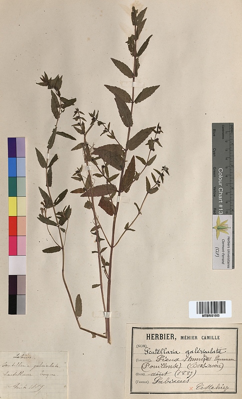 Scutellaria galericulata (Lamiaceae)
