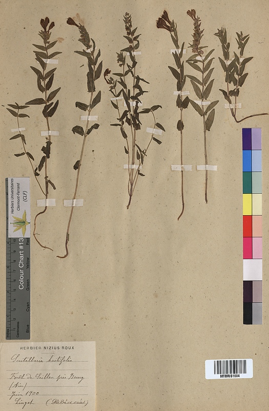 Scutellaria hastifolia (Lamiaceae)