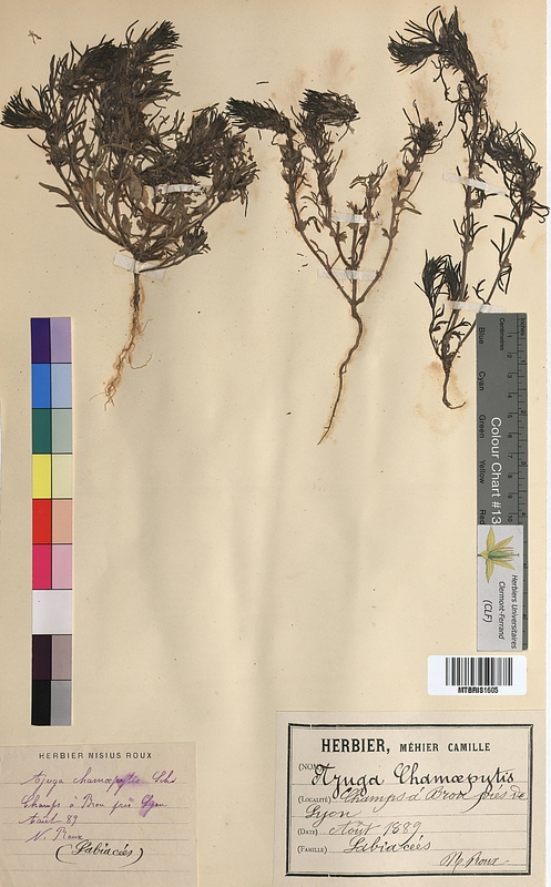 Ajuga chamaepitys (Lamiaceae)