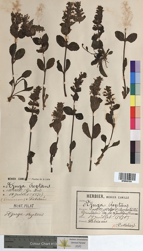 Ajuga reptans (Lamiaceae)