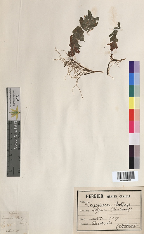 Teucrium botrys (Lamiaceae)