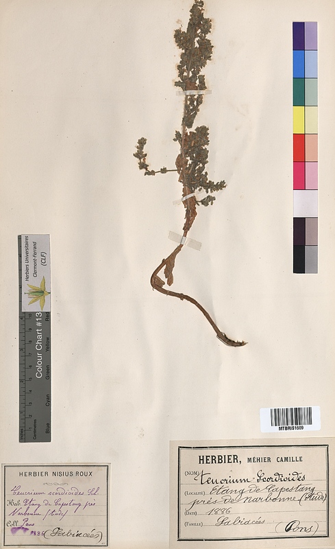 Teucrium scordioides (Lamiaceae)