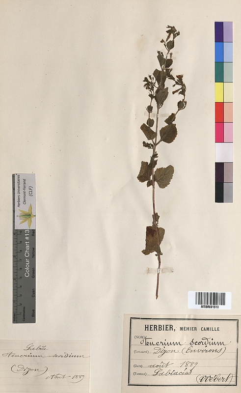 Teucrium scordium (Lamiaceae)