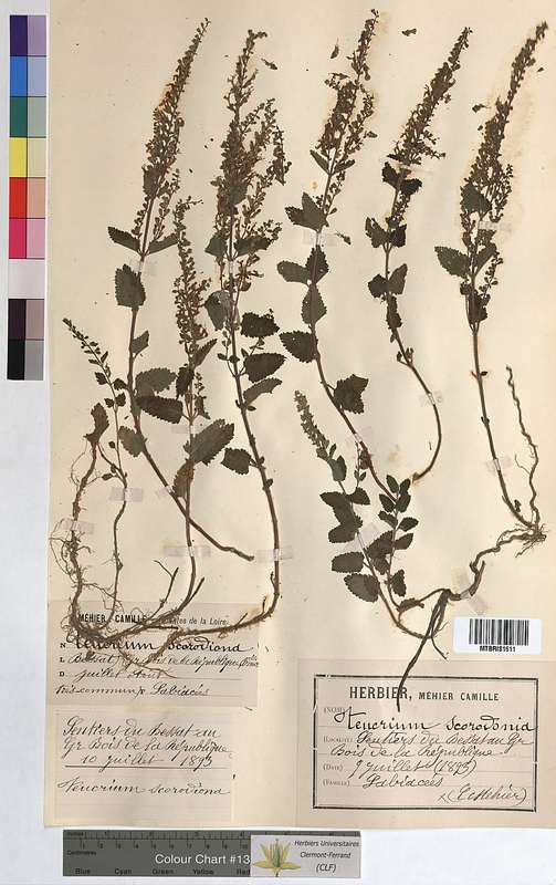 Teucrium scorodonia (Lamiaceae)