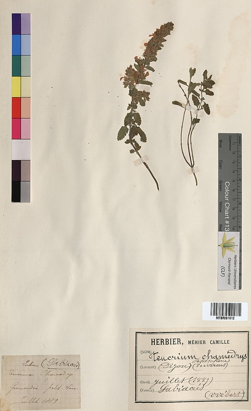 Teucrium chamaedrys (Lamiaceae)