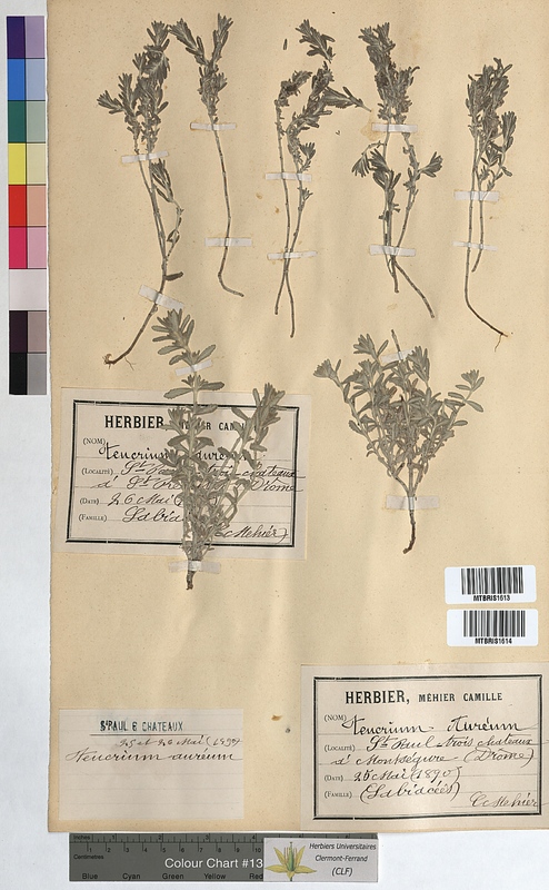 Teucrium aureum (Lamiaceae)