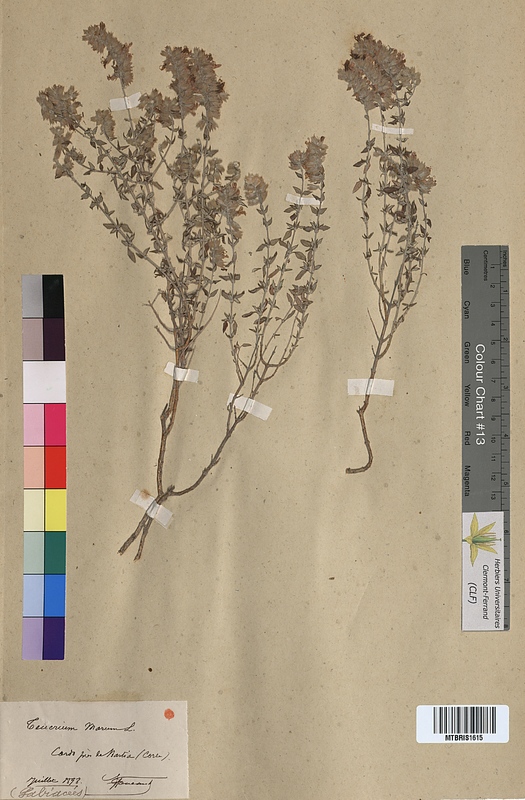 Teucrium marum (Lamiaceae)