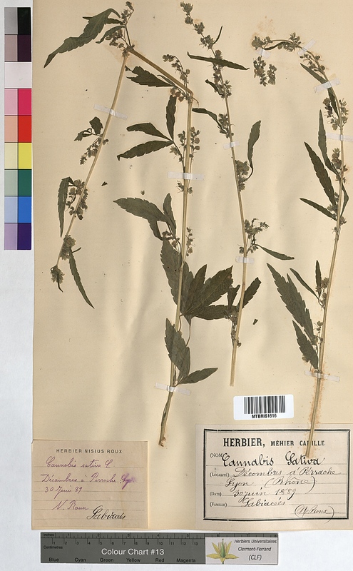 Cannabis sativa (Cannabaceae)
