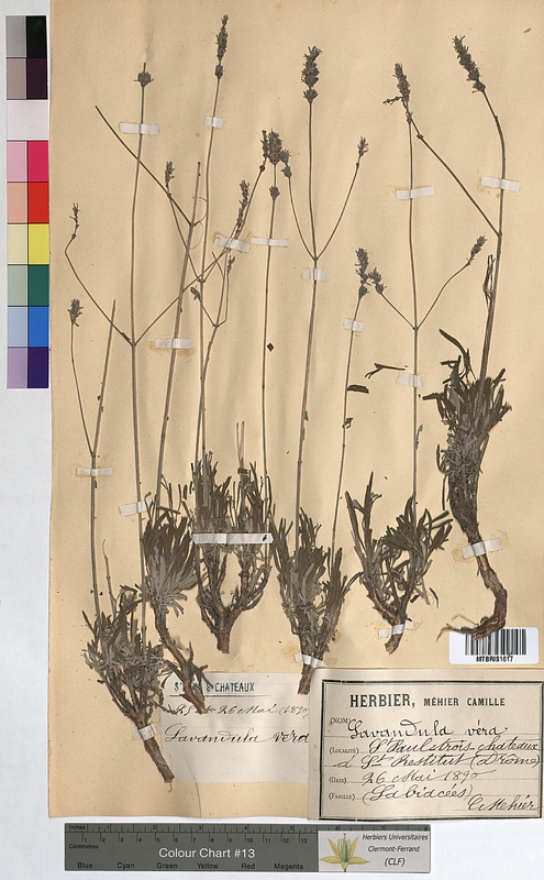 Lavandula vera (Lamiaceae)