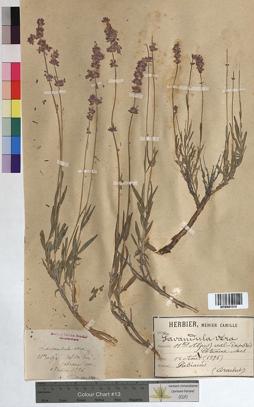 Lavandula vera (Lamiaceae)
