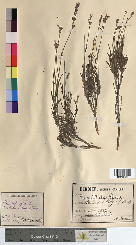Lavandula spica (Lamiaceae)