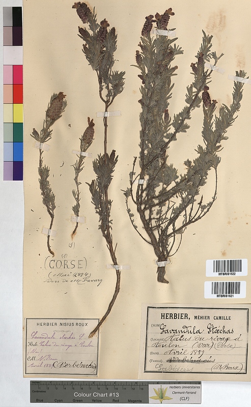 Lavandula stoechas (Lamiaceae)