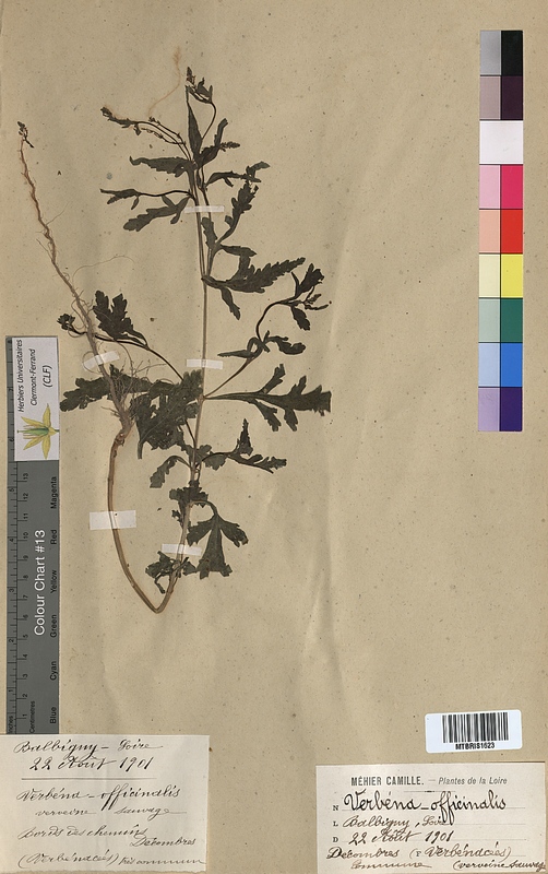 Verbena officinalis (Verbenaceae)